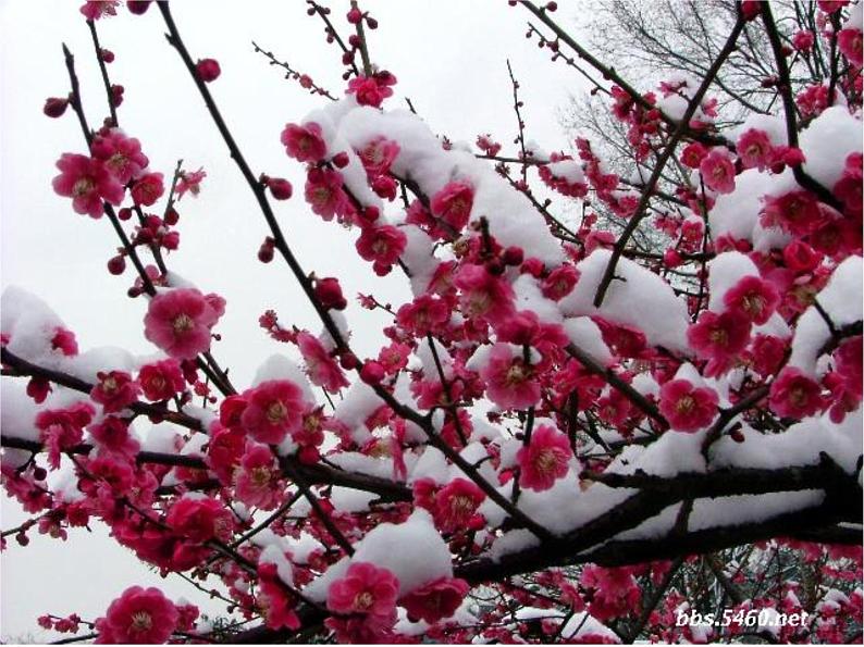 课外古诗词诵读陆游《卜算子·咏梅》课件PPT第5页