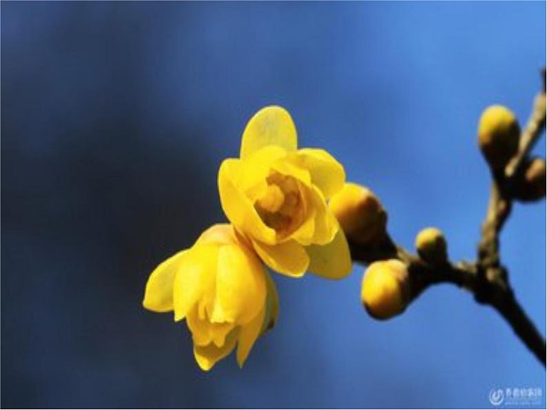 课外古诗词诵读陆游《卜算子·咏梅》课件PPT第7页