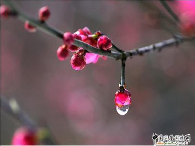 课外古诗词诵读陆游《卜算子·咏梅》课件PPT第8页