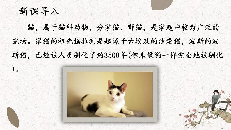 16《 猫》课件PPT03