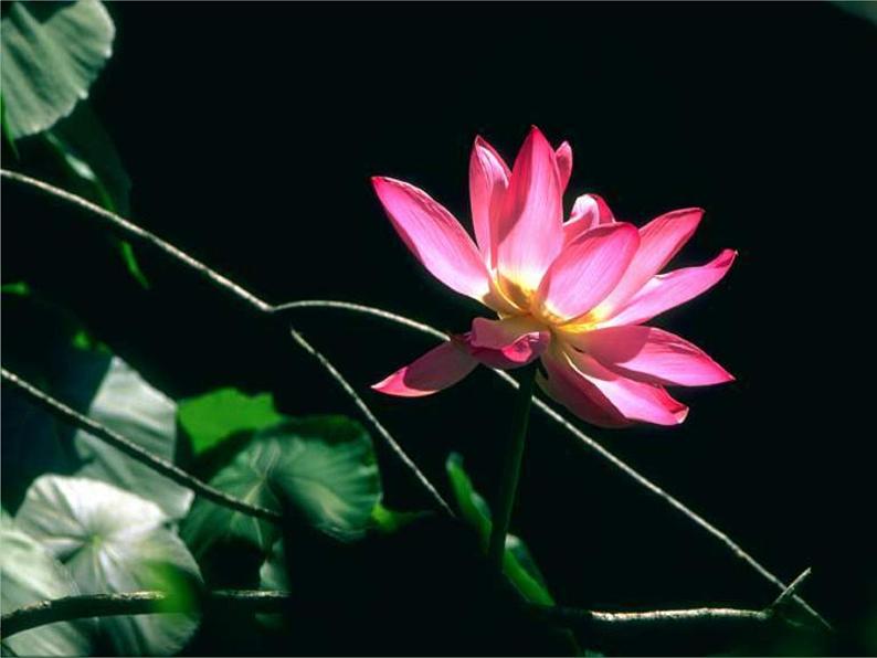 部编版七年级语文下册--17.短文两篇-爱莲说(课件1)第2页