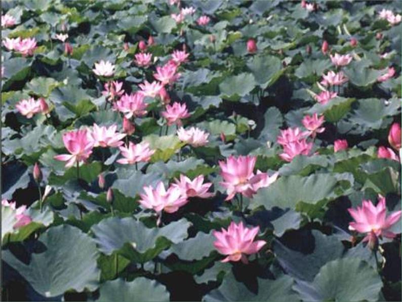 部编版七年级语文下册--17.短文两篇-爱莲说(课件1)第4页