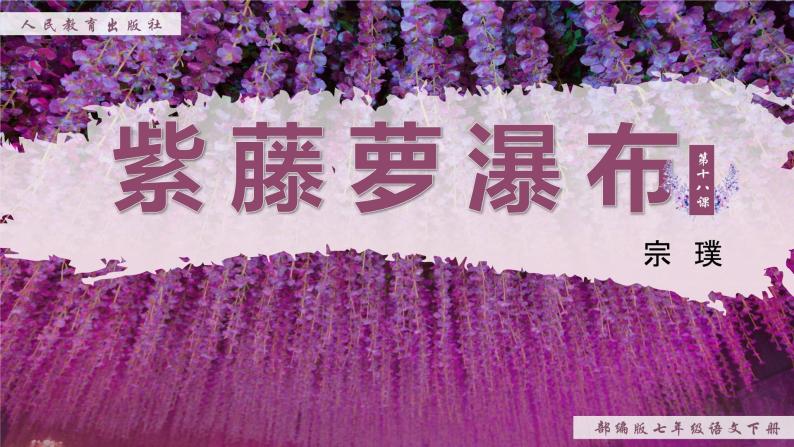 18《紫藤萝瀑布》课件+教案01