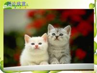 初中语文人教部编版七年级上册猫课文配套ppt课件
