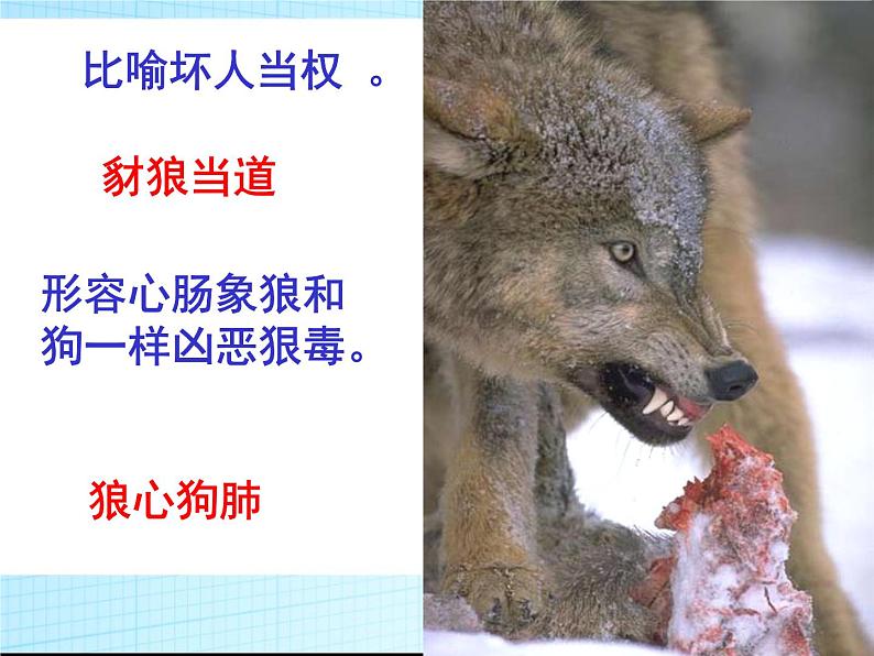 七上狼同步课件 课件04