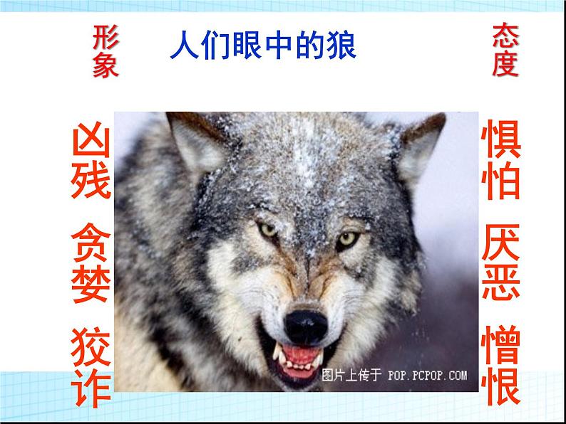 七上狼同步课件 课件08