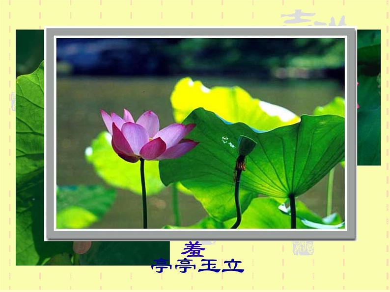 第16课《古文两篇-爱莲说》PPT课件8-七年级语文下册统编版02
