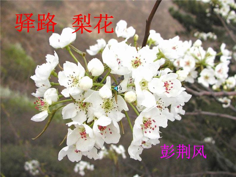 驿路梨花内容全面课件PPT第1页