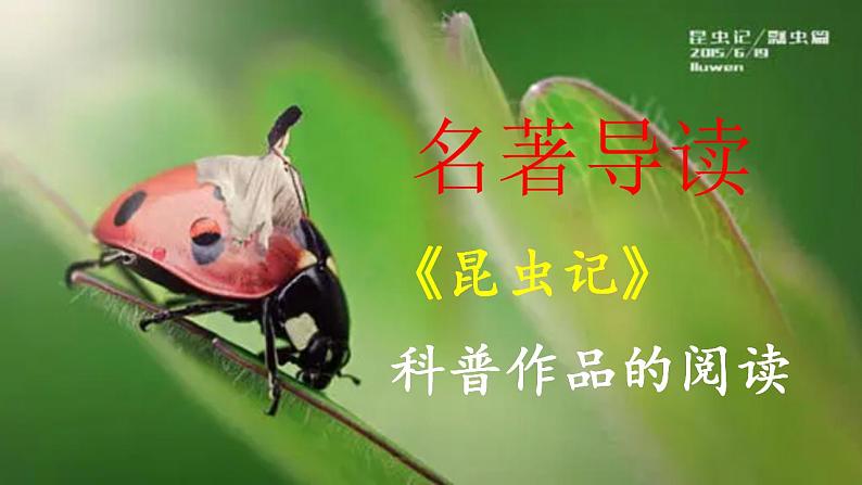 【核心素养】部编版初中语文八年级上册八上第五单元名著导读《昆虫记》(课件+教案+测试)02