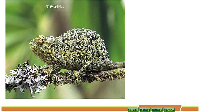 人教部编版语文九年级下册第二单元《变色龙》PPT课件(共2课时)03