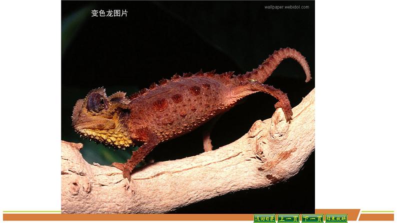 人教部编版语文九年级下册第二单元《变色龙》PPT课件(共2课时)05