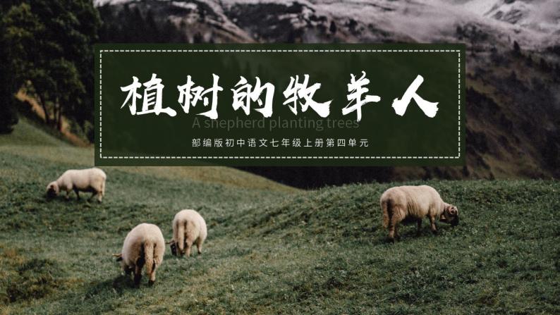 初中语文部编版七年级上册-植树的牧羊人 课件+教案01