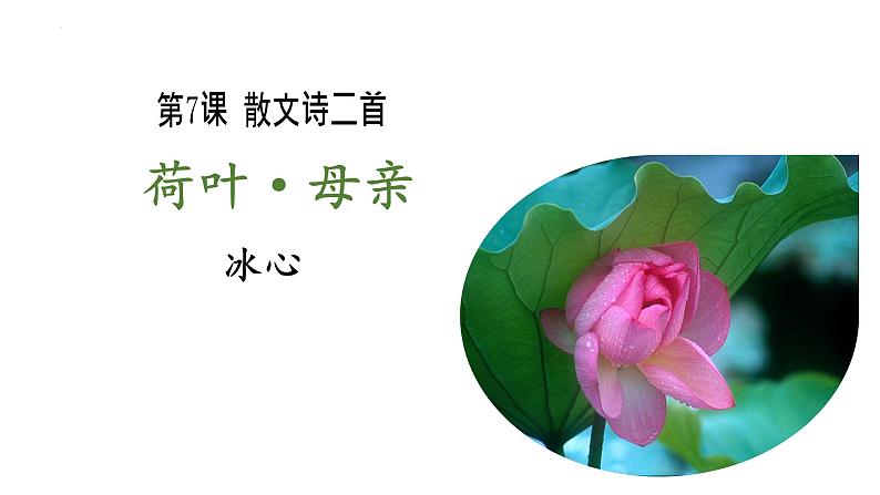 第7课《荷叶·母亲》课件2023-2024学年部编版语文七年级上册01