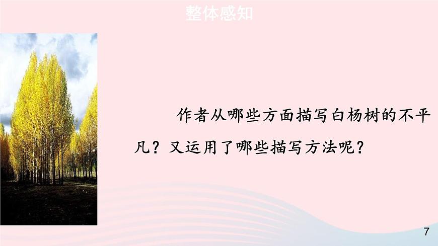 2023八年級(jí)語(yǔ)文上冊(cè)第四單元15白楊禮贊第一課時(shí)課件（部編版）第8頁(yè)