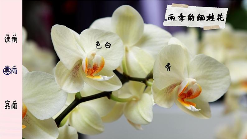 2023八年级语文上册第四单元17昆明的雨精品课件(部编版)第8页