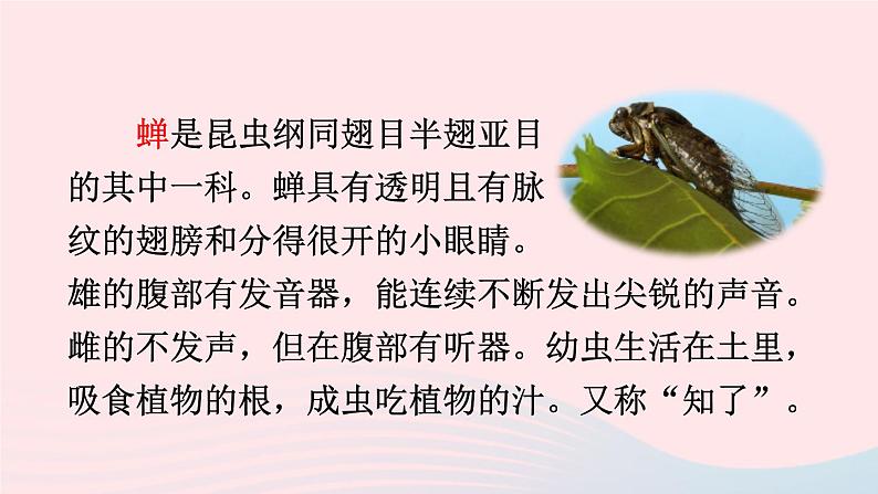 2023八年级语文上册第五单元21蝉课件1(部编版)第4页