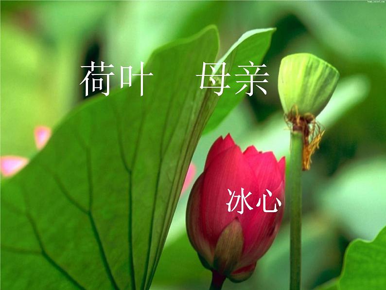 部编人教版七年级上册语文《荷叶.母亲》PPT01