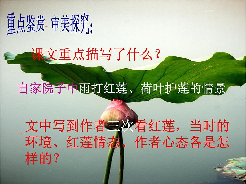 部编人教版七年级上册语文《荷叶.母亲》PPT05