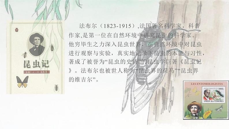 《蝉》教学ppt第4页