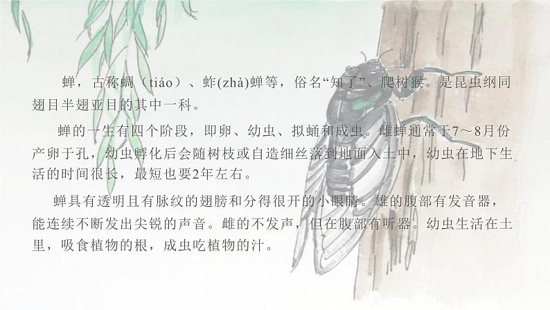 《蝉》教学ppt第6页