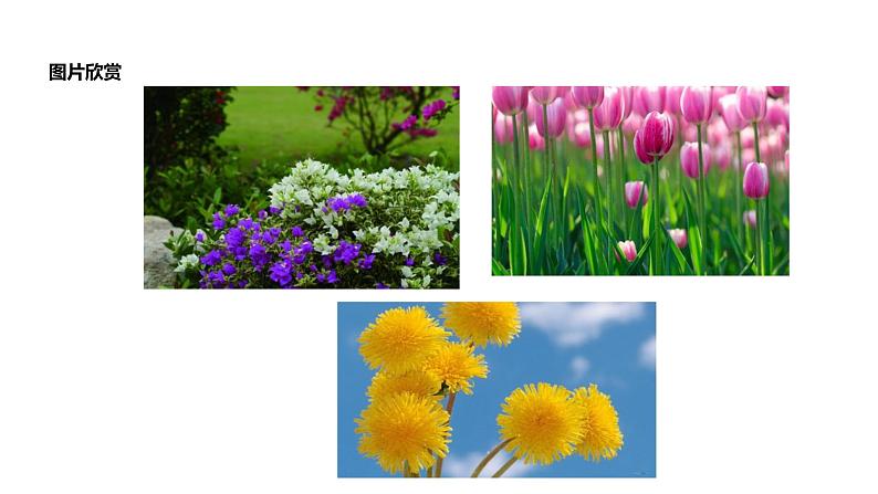 初中六年级上册语文课件---3.《花之歌》第2页