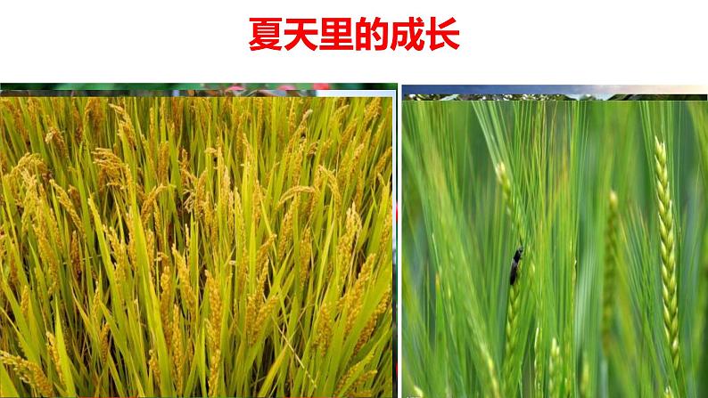 初中六年级上册语文课件---16.《夏天里的成长》01