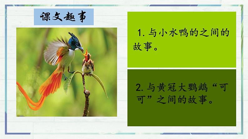 第17课《动物笑谈》(课件+同步训练)08