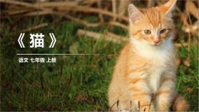 初中语文人教部编版七年级上册猫教课内容ppt课件
