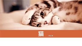 初中语文人教部编版七年级上册猫教案配套ppt课件