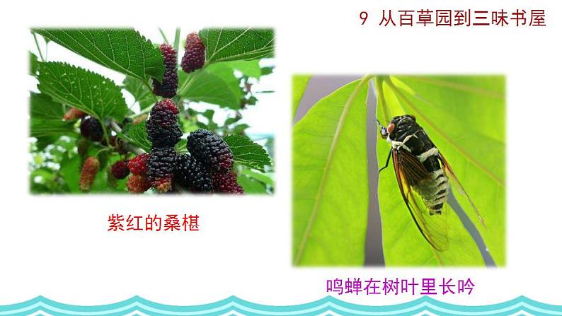 部编版语文9 《从百草园到三味书屋》PPT课件第3页