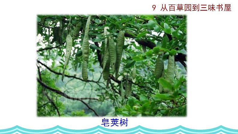 部编版语文9 《从百草园到三味书屋》PPT课件第4页