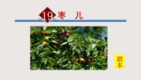 人教部編版九年級下冊棗兒獲獎?wù)n件ppt