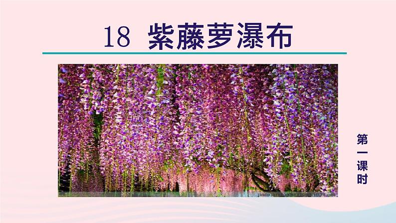 2024春七年级语文下册第5单元18紫藤萝瀑布第1课时教学课件(部编版)第2页