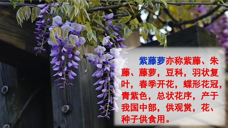 统编版语文七年级下册 18 紫藤萝瀑布 课件04