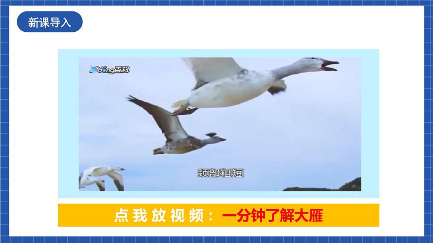 人教統(tǒng)編版語文八年級下冊7.《大雁歸來》課件第2頁