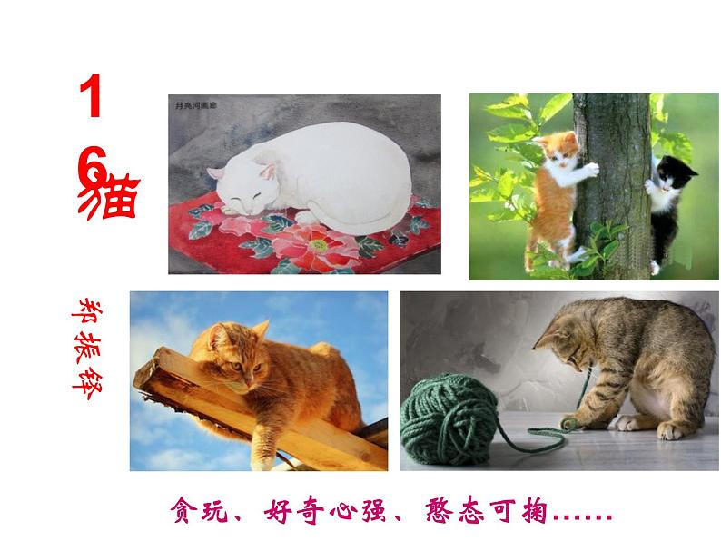 (上课课件)人教版七年级上册语文16《猫》 (3)01