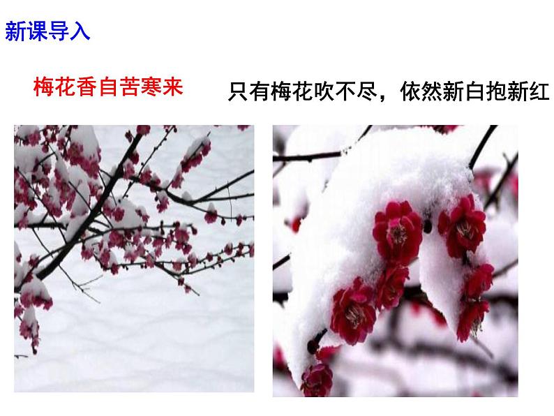 八下语文第六单元《课外古诗词之咏梅》同步课件05