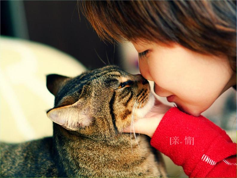 第16课《猫》课件+2024—2025学年统编版语文七年级上册第5页