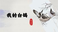 初中语文人教部编版(2024)七年级上册(2024)第五单元任务一 体会人物与动物的关系18 我的白鸽/陈忠实备课ppt课件