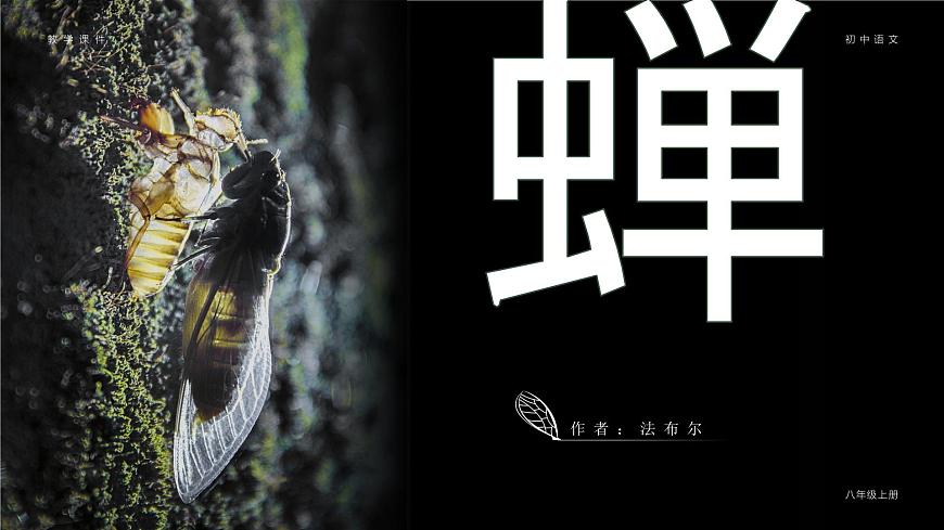 部編版八年級(jí)語文上冊第21課《蟬》優(yōu)質(zhì)課件第1頁