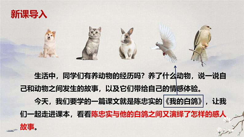 18 我的白鸽(教学课件)-初中语文统编版(2024)七年级上册02