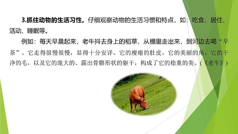 课件:部编版初中语文七年级上册第五单元 任务三 记述与动物的相处08