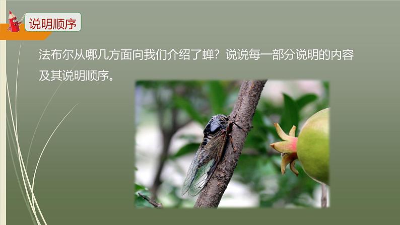课件:部编版初中语文八年级上册第五单元第21课 蝉第7页