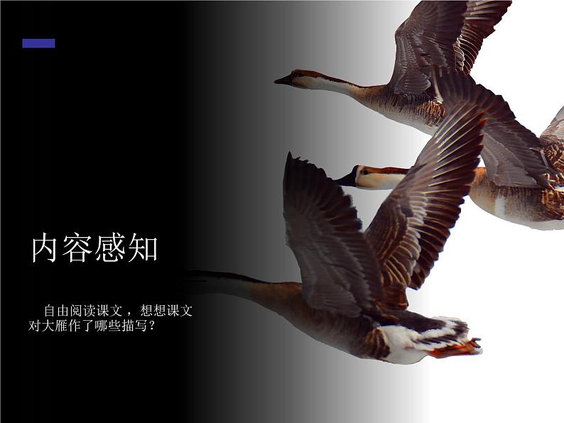 第19课《大雁归来》课件-2024-2025学年统编版语文七年级上册(2024)06