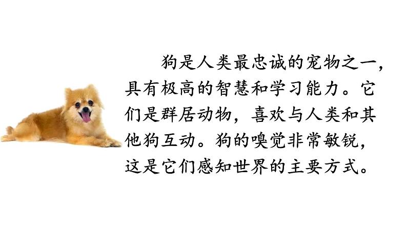 初中语文新人教部编版七年级上册第五单元任务三《记叙与动物的相处》教学课件(2024秋)05