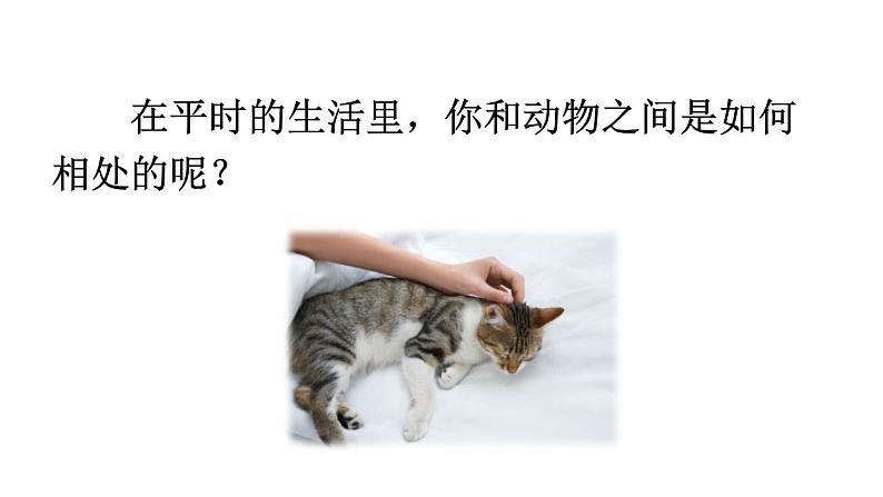 初中语文新人教部编版七年级上册第五单元任务三《记叙与动物的相处》教学课件(2024秋)07