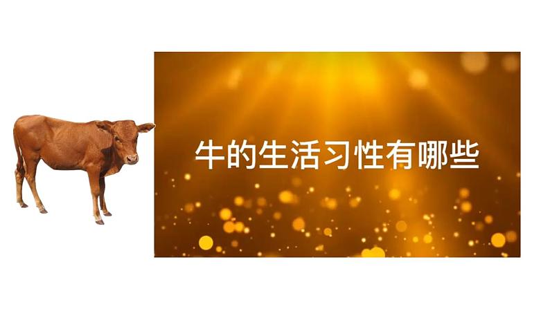 初中语文新人教部编版七年级上册第五单元任务二《亲近动物,丰富生命体验》教学课件(2024秋)第6页