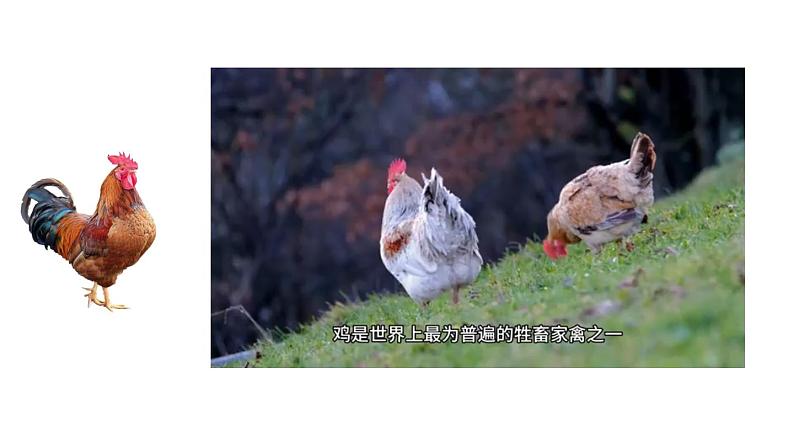 初中语文新人教部编版七年级上册第五单元任务二《亲近动物,丰富生命体验》教学课件(2024秋)第7页