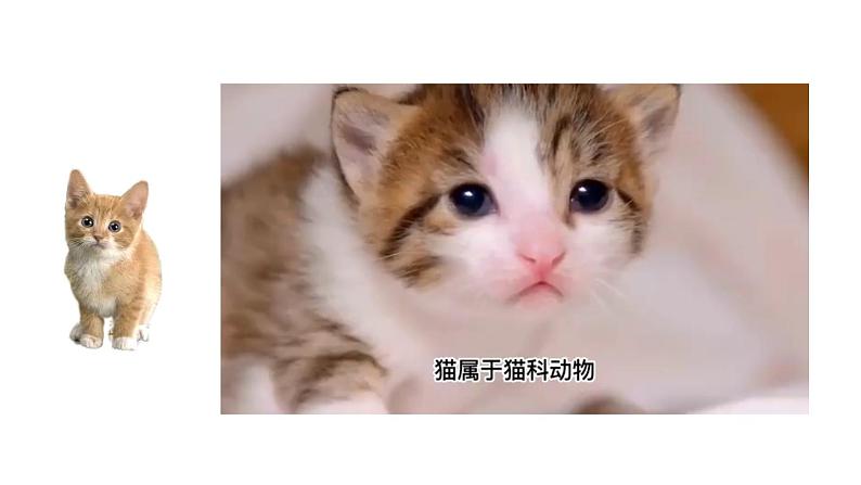 初中语文新人教部编版七年级上册第五单元任务二《亲近动物,丰富生命体验》教学课件(2024秋)第8页