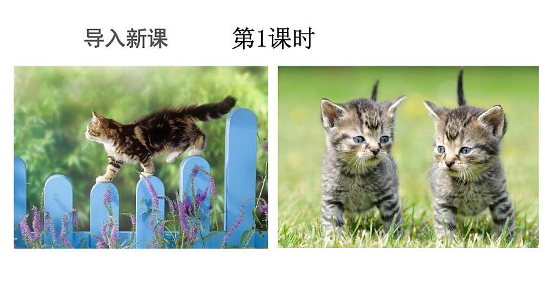 初中语文新人教部编版七年级上册第17课《猫》教学课件(2024秋)第2页